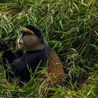 tourhub | YellowWood Adventures | Gorillas & Hiking Uganda's Rwenzori Mountains 