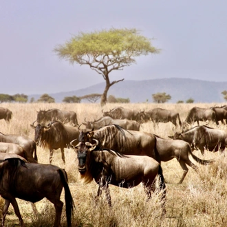 tourhub | Razan Safaris | The best 5 days Tanzania safari package 