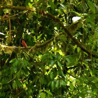 tourhub | Destination Services Costa Rica | Costa Rica Birdwatching 