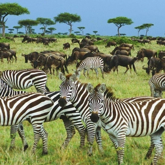 tourhub | Widerange African Safaris | 7 Days River crossing Serengeti migration Safari private Safari 