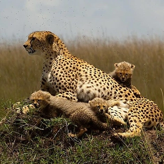 tourhub | Gracepatt Ecotours Kenya | 3-Days Masai Mara Group Joining Safari - Daily Departures 