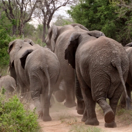 3-Day Kruger National Park Big 5 Backpacking Safari
