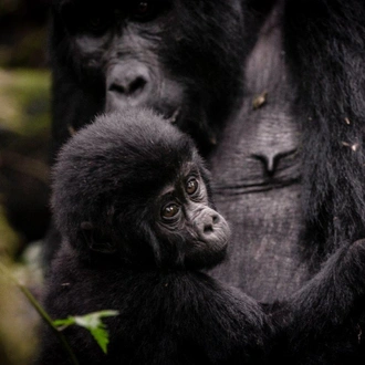 tourhub | ARP Travel Group | Glimpse of Gorillas - Nkuringo Bwindi Lodge, Private Tour (On Request) 