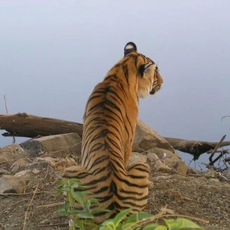 tourhub | Bamba Travel | Ranthambore Tiger Experience 5D/4N (from Delhi) 