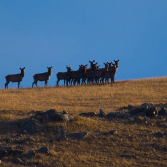 tourhub | Tour Mongolia | Nomadic Lifestyle 