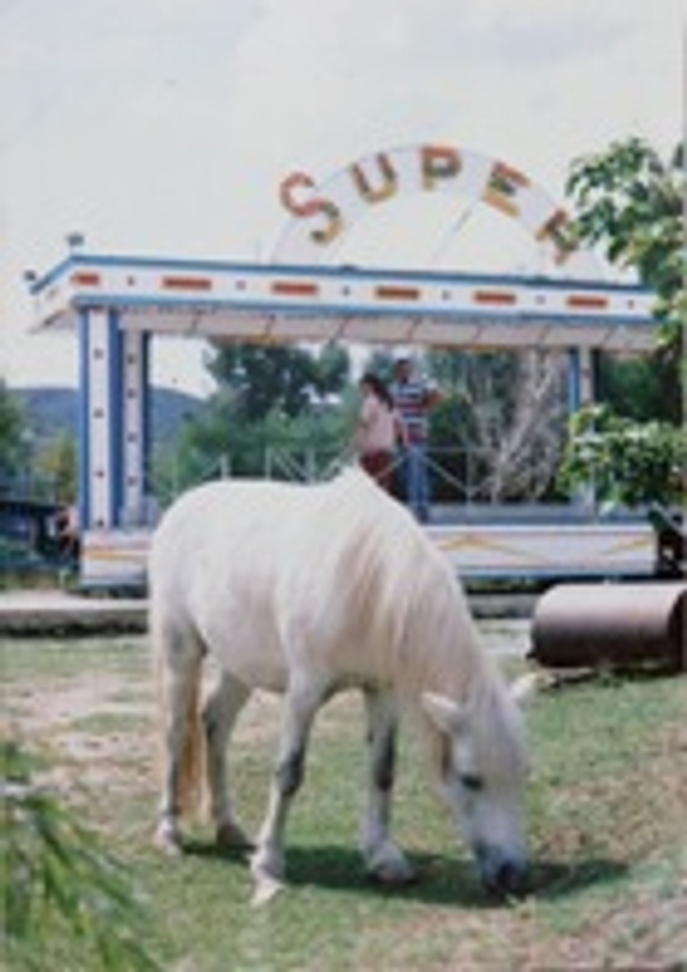 Chinese Super Pony