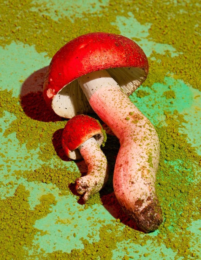 Mushrooms & Friends Print