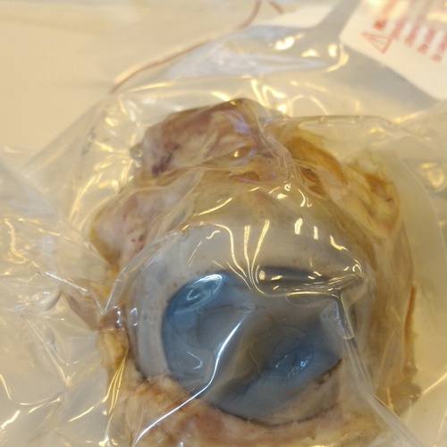 The Cow Eye that I dissected 