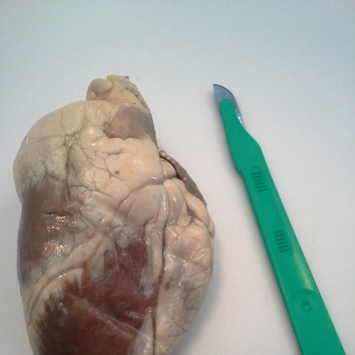 The sheep heart that I dissected 
