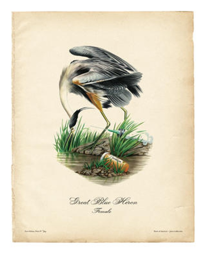 Birds of America (Great Blue Heron)