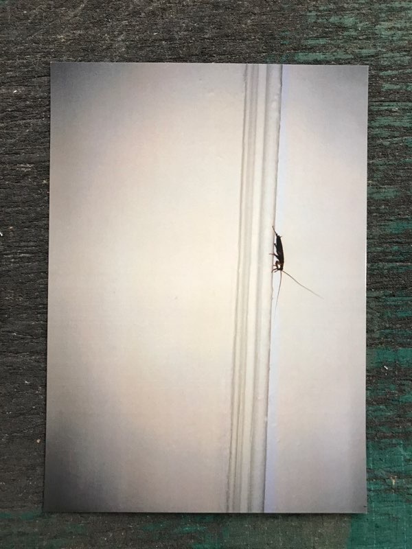 Cockroach Postcard