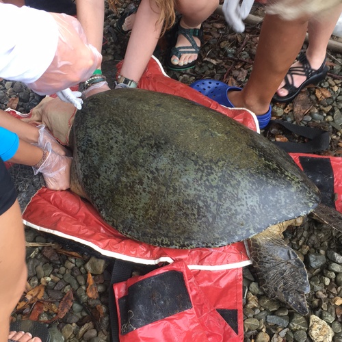 We were able to work with four sea turtles this day and as if our day couldn't get any better, we got the chance to work with a Hawksbill!