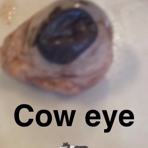 This is the cow eye we dissected.