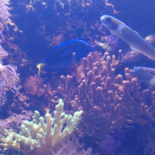 Found "Dory" at The New England Aquarium!