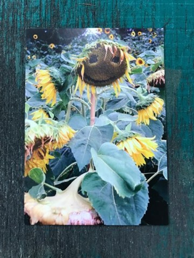 Smiley Sunflower Postcard