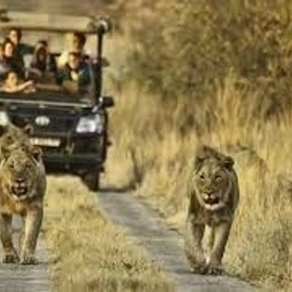 tourhub | Timeline Travel | KRUGER NATIONAL PARK TO CAPE TOWN 