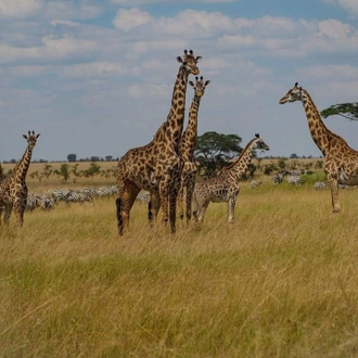 tourhub | Royal Private Safaris | 6 Day 5 Nights Best of Kenya Wildlife Safari 