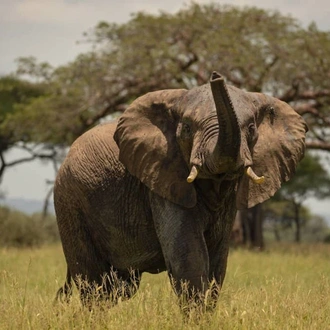 tourhub | Tanzania Wildlife Adventures | Elephant Safari Discover | Tour Map