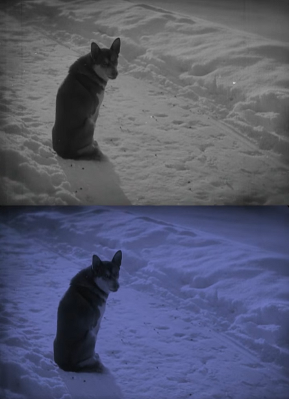 The silent film With Sled and Reindeer in the Winterland of Inka Länta before and after restoration and tinting.