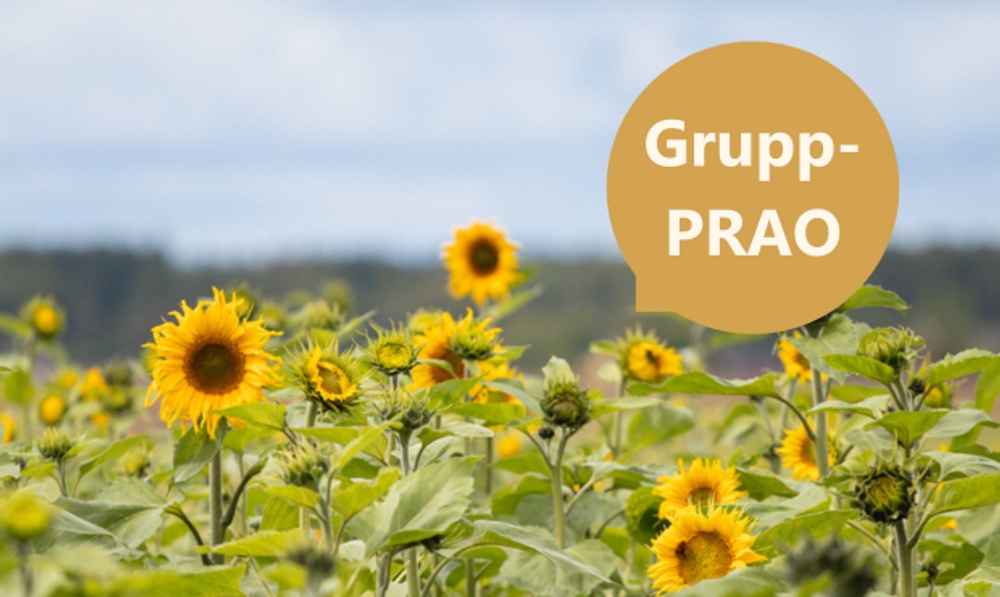 Ett solrosfält med några solrosor i förgrunden. Grafik med pratbubbla där det står "Grupp-PRAO". 