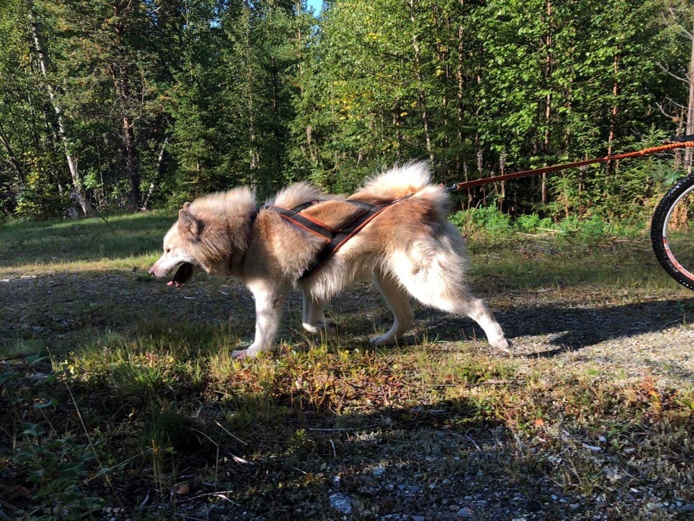 
Canadian eskimo dog är en slädhundsras från Kanada som registrerades i Sverige första gången under 2019.
Foto: Ines Wasle