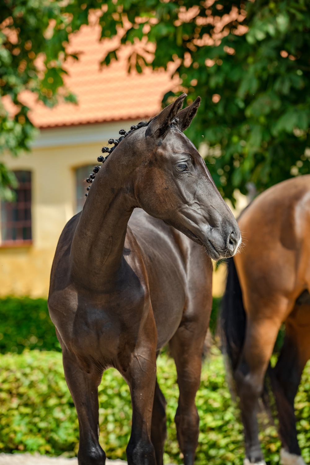 Förra årets dyraste föl vid SWB Elite Foal Auction, Midnight Sky To B (F. 29 (SWB) som betingade ett pris på 47 000€. Ytterligare fyra föl gick för 20 000€ eller mer. Foto: My Häger