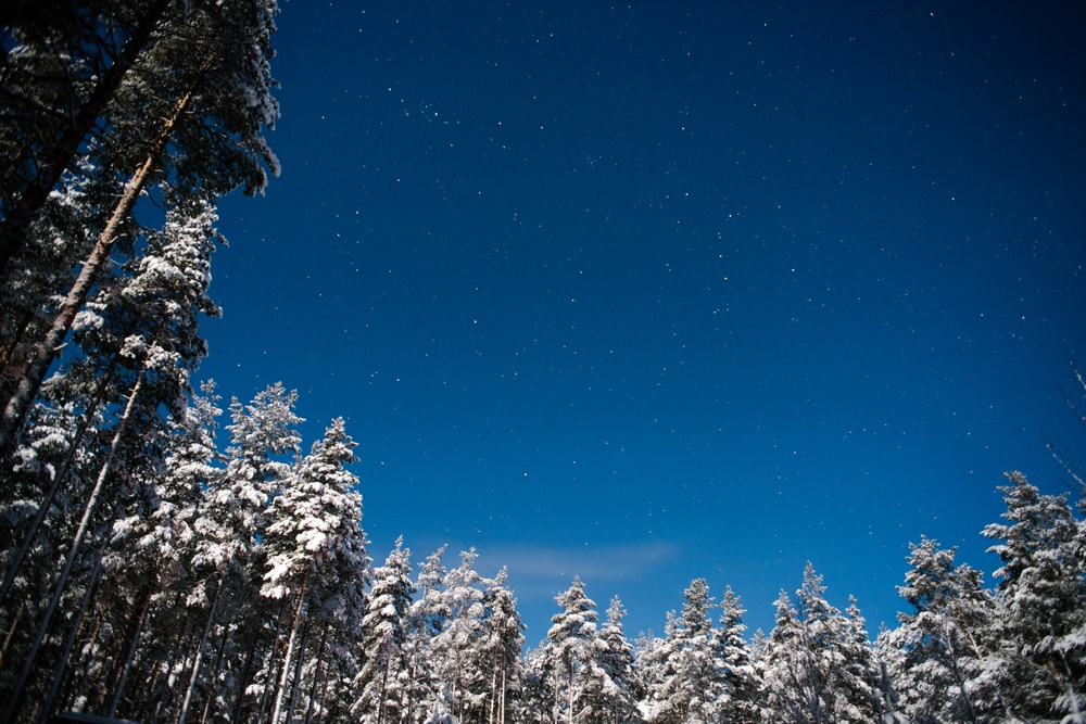 Träd mot vinterhimmel. Foto: Hilla Aspman