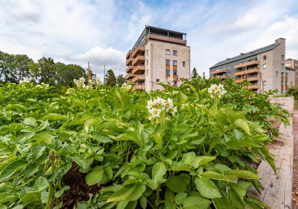 Aspö Eko-logi är ett av Skövdebostäders områden där det finns solceller. Bild: Mikael Ljungström/Scandphoto