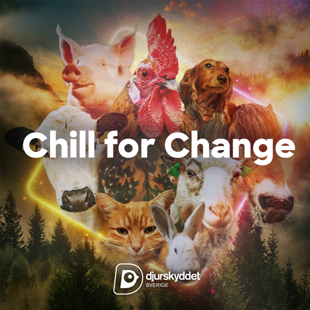 Omslagsbilden till Djurskyddet Sveriges album Chill for Change.