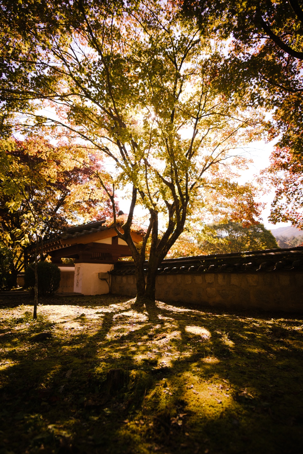 Samyang AF 12mm F2.0 RF-S