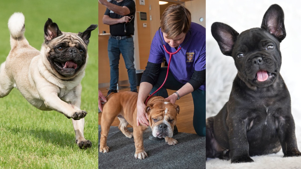 En mops, en engelsk bulldogg och en fransk bulldogg. Foto: Åsa Lindholm och Emma-Lisa Blomqvist.