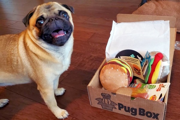 best chew toys for pugs