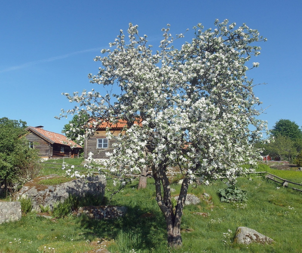 Ett blommande körsbärsträd på kulturreservatet Öna.