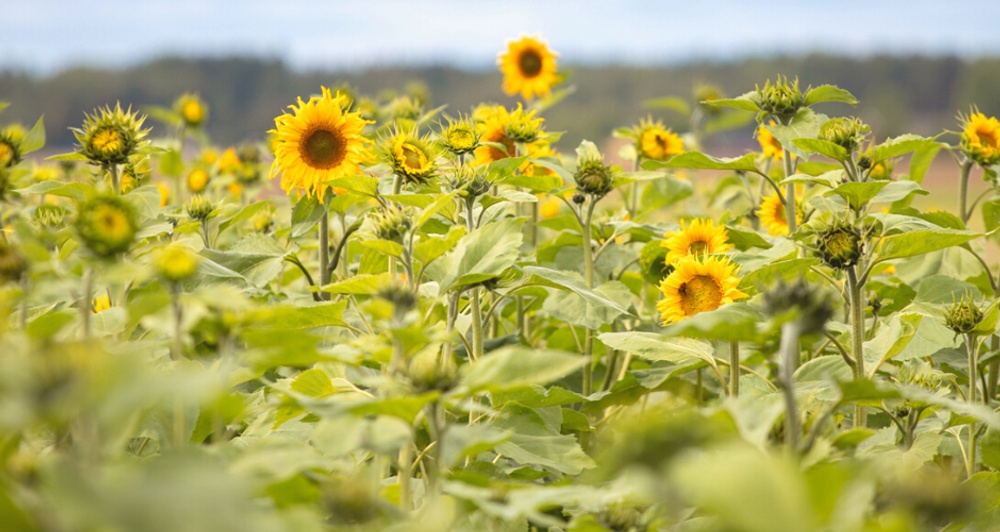 Foto på fält med blommande solrosor. 