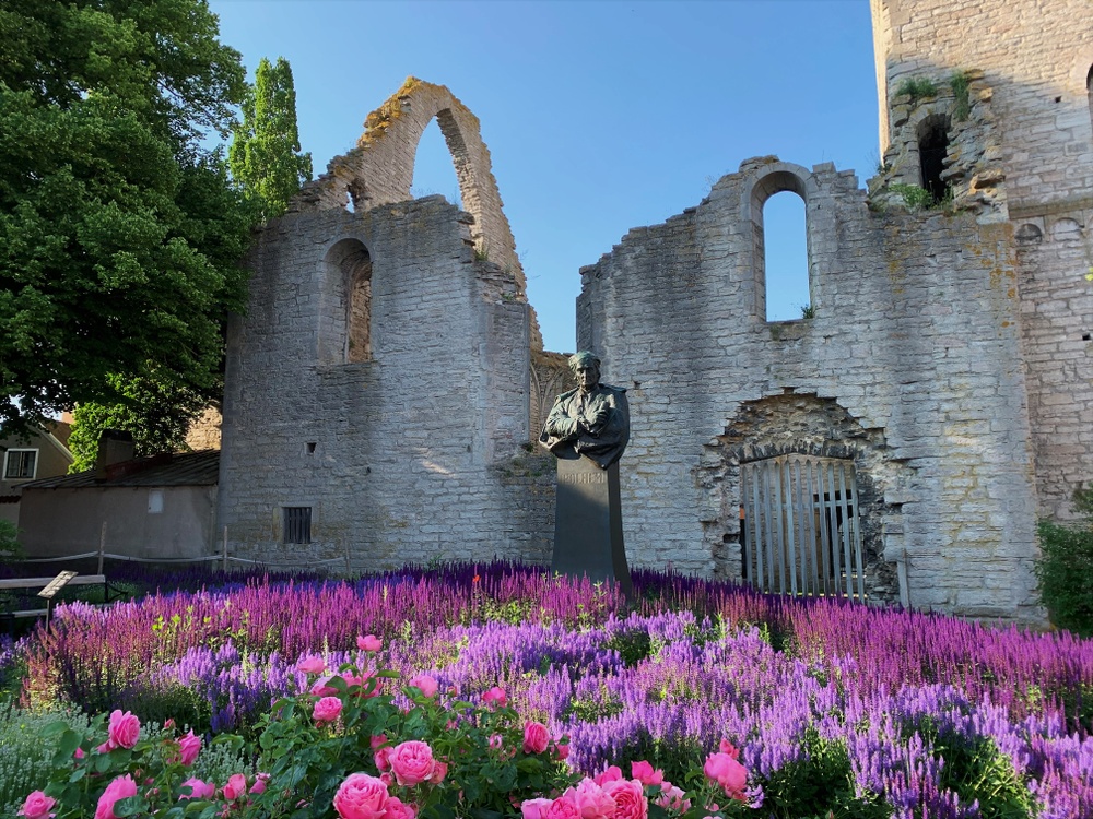En kyrkoruin i Visby med en rabatt med lila lavendel och rosa rosor framför. 