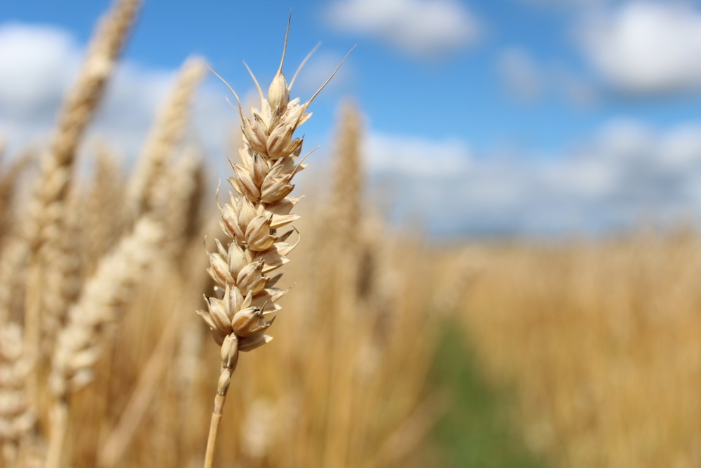 Sustainability_Organic winter wheat