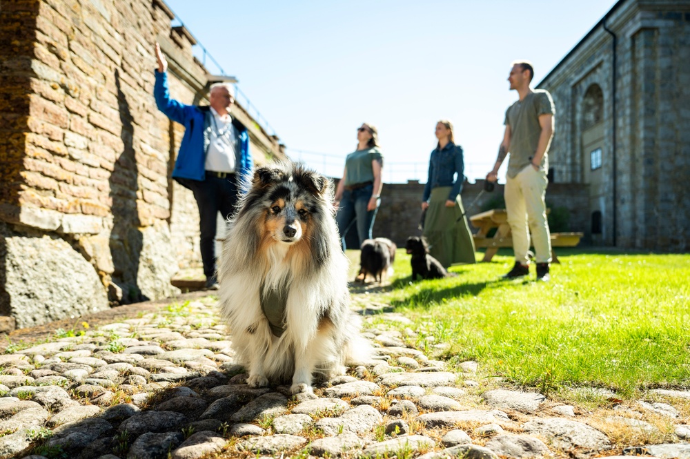 Guidad tur med hundar på Drottningskärs kastell.