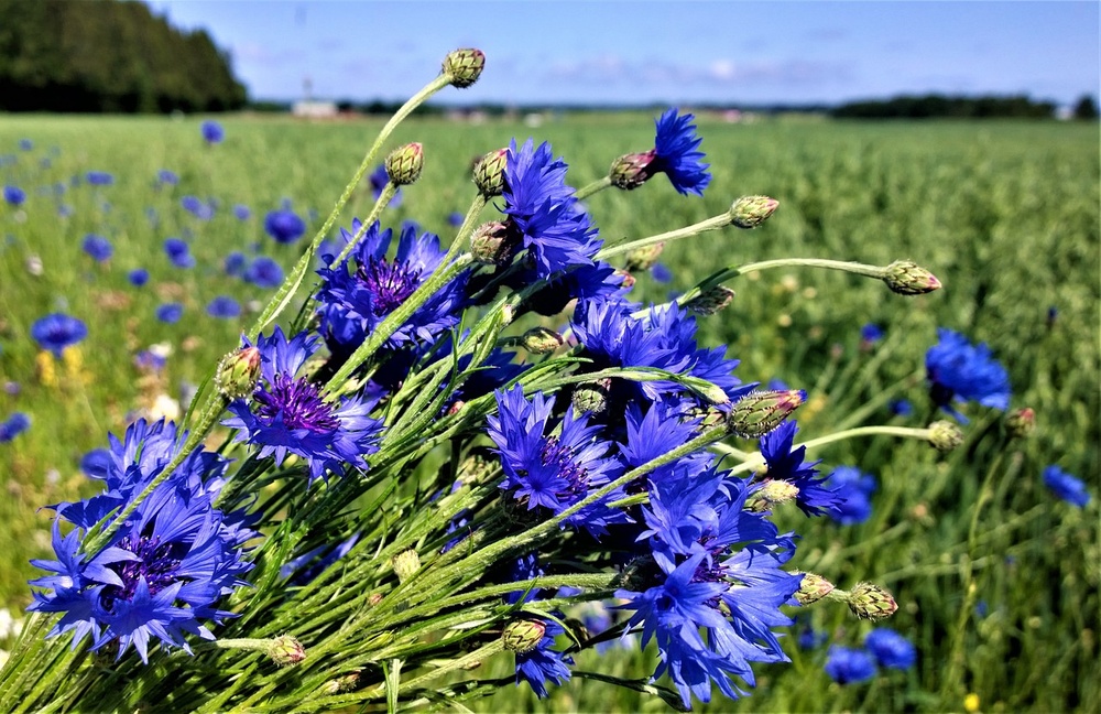 Midsommar