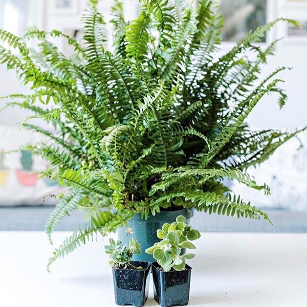 Simple Monthly House Plant Subscription Box Cratejoy