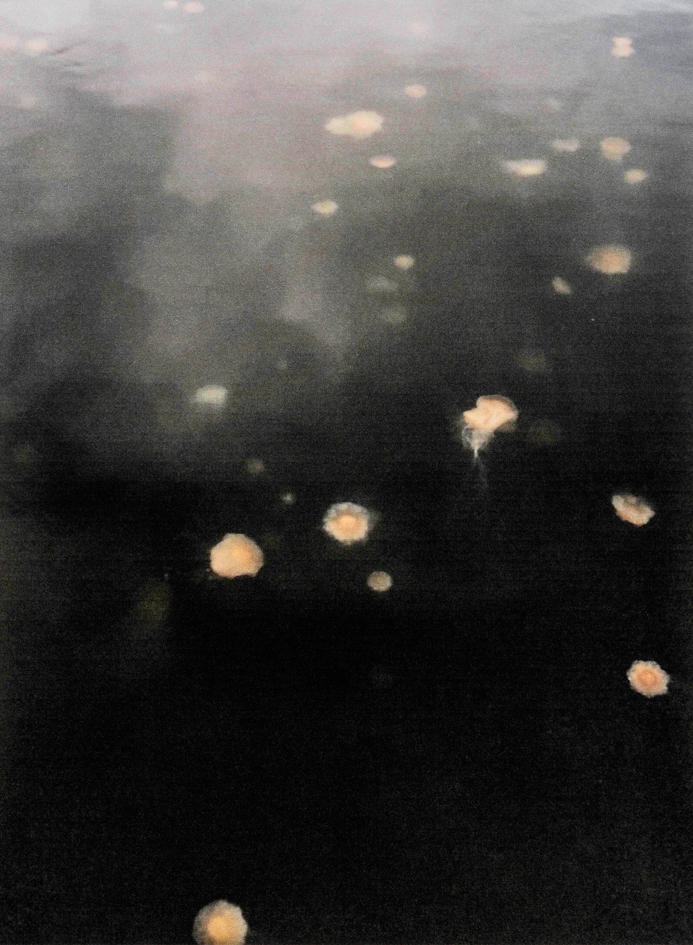 An underwater photograph of jelly fish at nighttime.