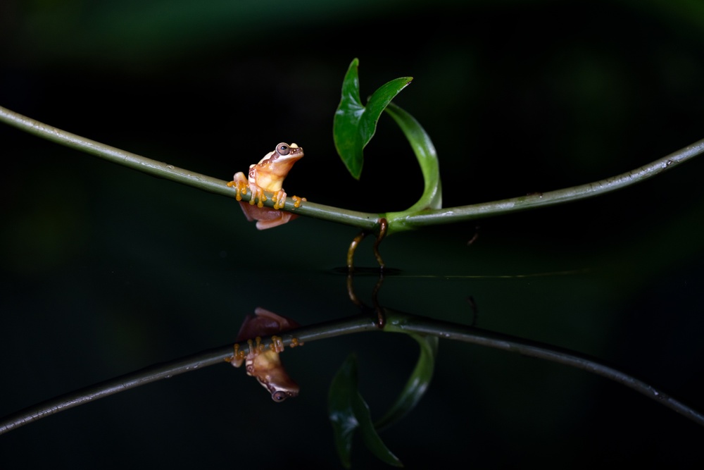 Tamron 90mm F2.8 Di III Macro VXD