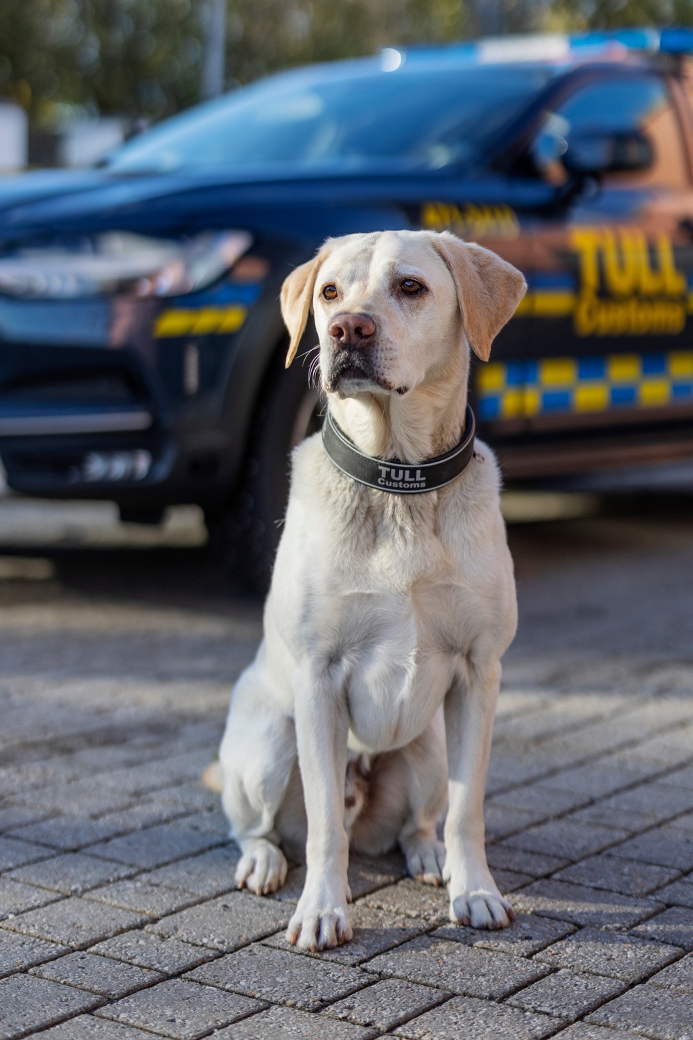 Årets Narkotikasökhund Max. Foto André de Loisted