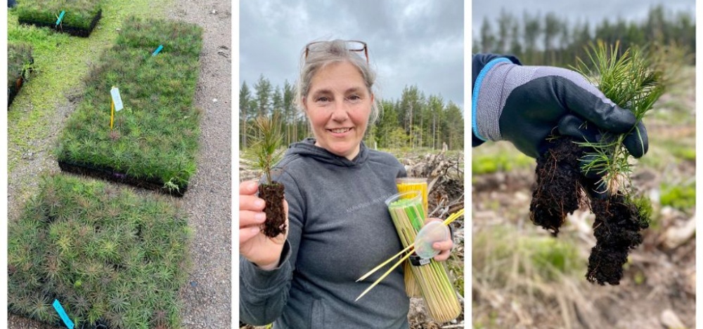 Maria Sandberg, universitetslektor i miljö- och energisystem vid Karlstads universitet