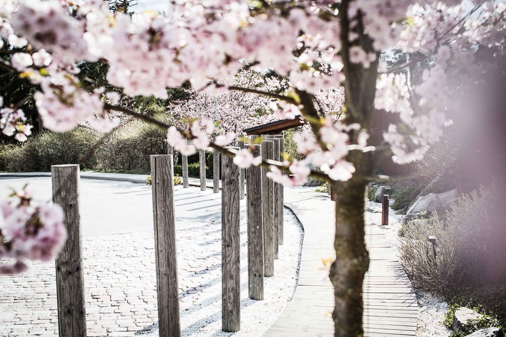 Entrén på Yasuragi med en trägång, krattat grus och körsbärsträd i rosa blomning.