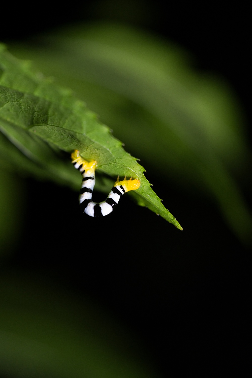 Tamron 90mm F2.8 Di III Macro VXD