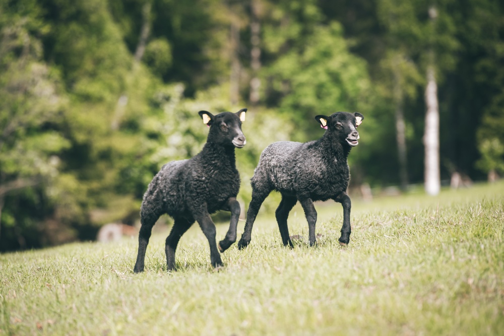 Happy lambs, springtime in Dala