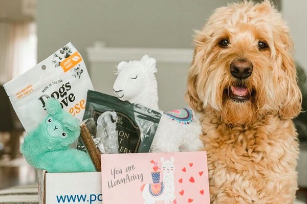Pooch Perks Premium Customized Dog Boxes Photo 1