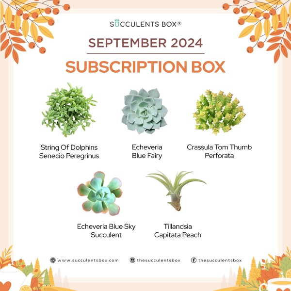 September 2024 Subscription Box