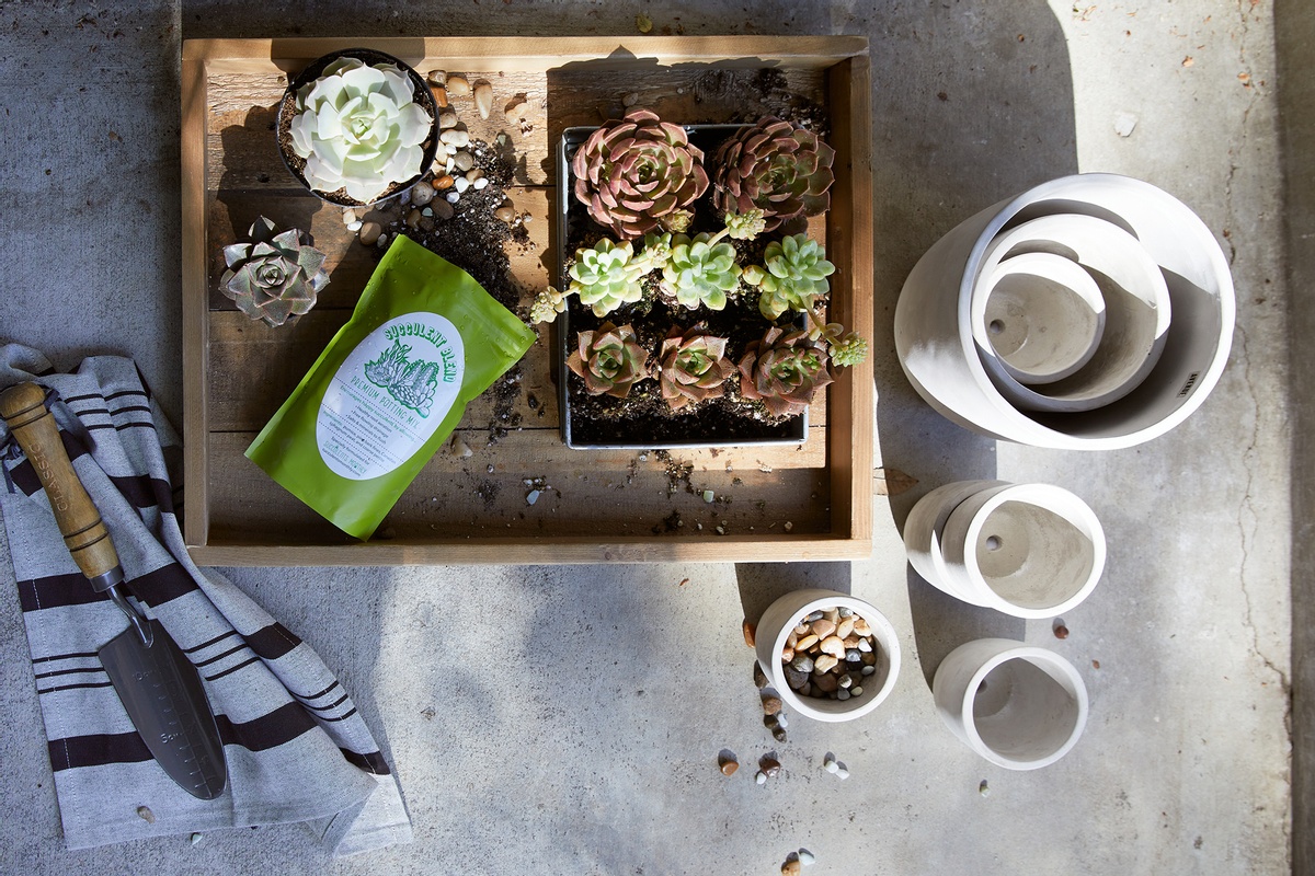 9 Plant & Succulent Boxes Just in Time for Spring