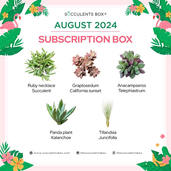 August 2024 Subscription Box